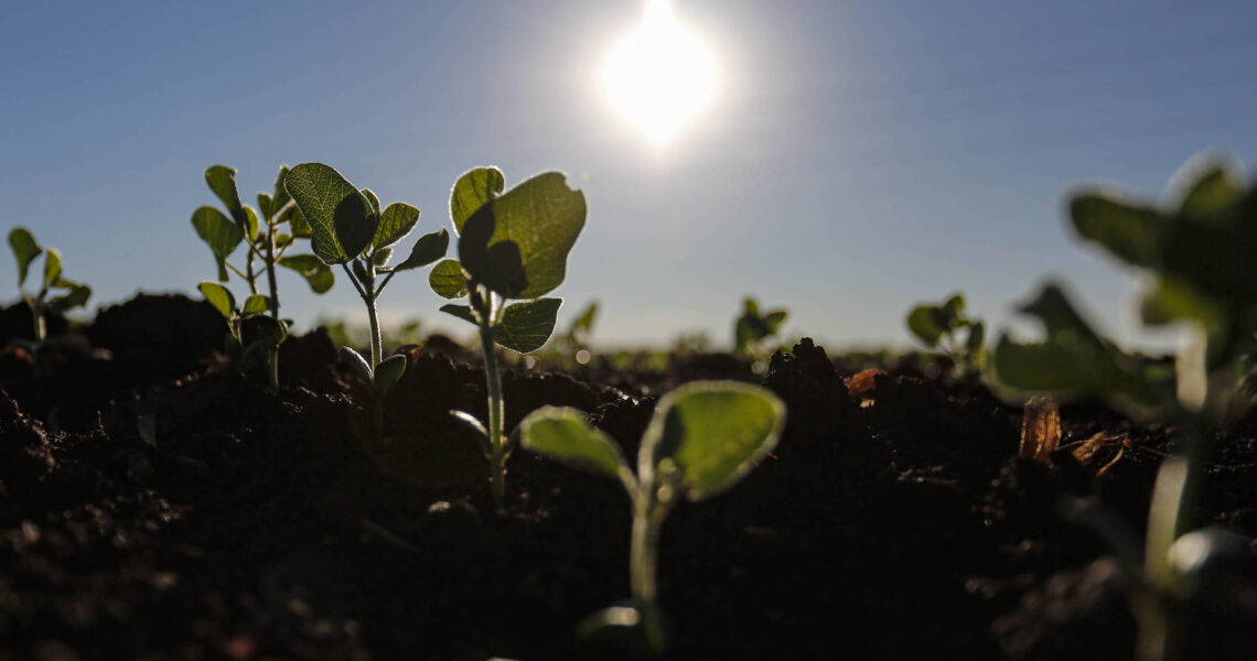 Paraná – começa o plantio da soja. Área pode chegar a 5,62 milhões de hectares